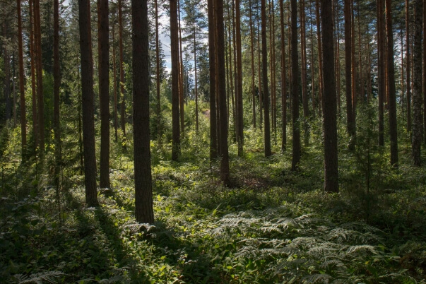 The National Trusts Plant-A-Tree project is a great initiative to mainland UK woodland. Shipham Valves funding of 500 Sq M of woodland supports this project